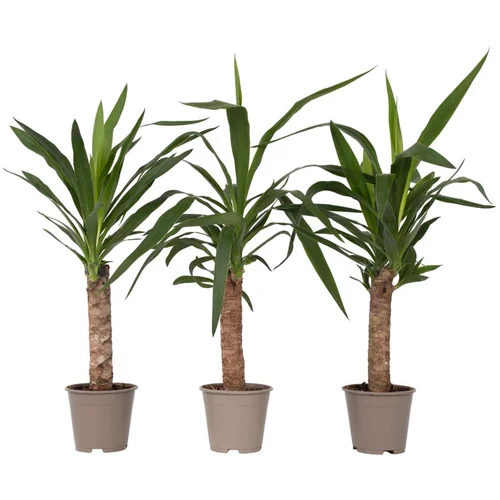 Plant in a Box prstasta juka - 6 kos - yucca elephantipes - višina 50-60cm - ⌀14cm, (21758101)