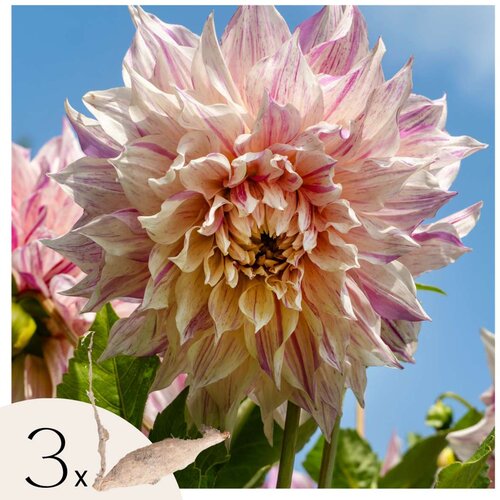Plant in a Box korenine dalije - 3 kos - dahlia 'café au lait twist' - cvetne čebulice, (21757832) Cene
