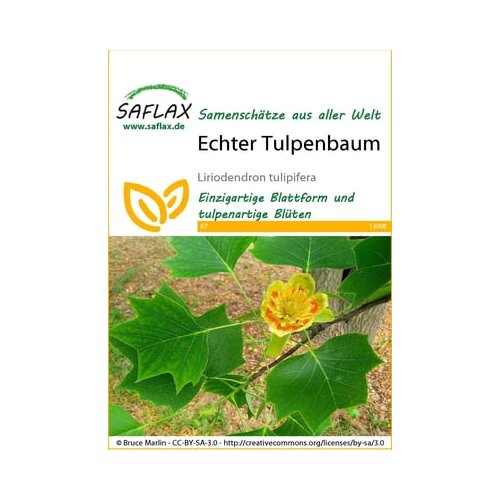 Saflax Pravi tulipanovec Cene