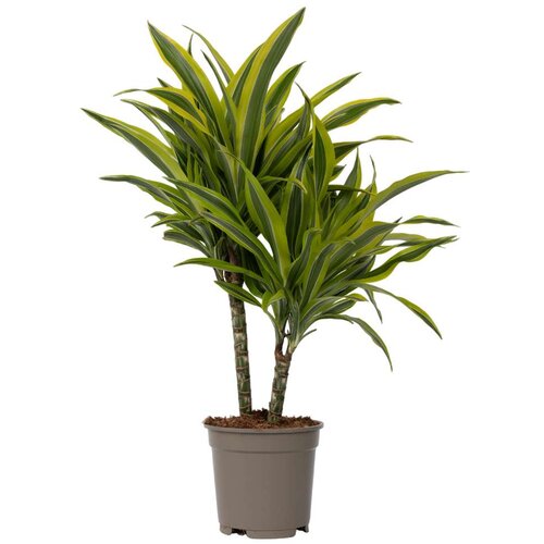 Plant in a Box dracena - dracaena deremensis 'lemon lime' - višina 60-70cm - ⌀17cm, (21758108) Cene