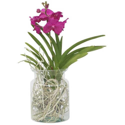 Plant in a Box orhideja vanda - vanda 'cerise' - višina 40-50cm - ⌀14cm, (21758144) Cene