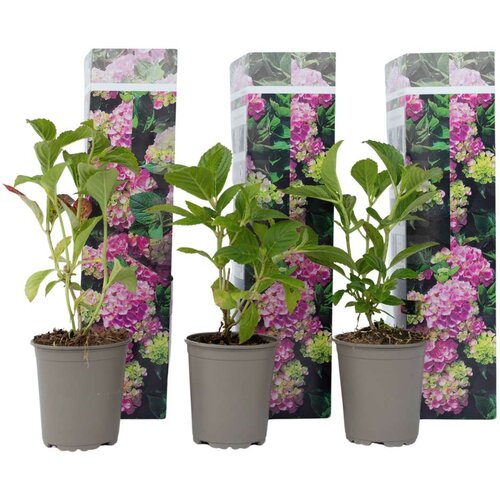 Plant in a Box hortenzija - 3 kos - hydrangea macrophylla 'early pink' - višina 25-40cm - ⌀9cm, (21757494) Cene