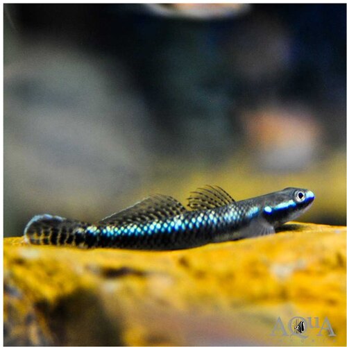 Akvarijum Centar Stiphodon sp. Blue neon Cene