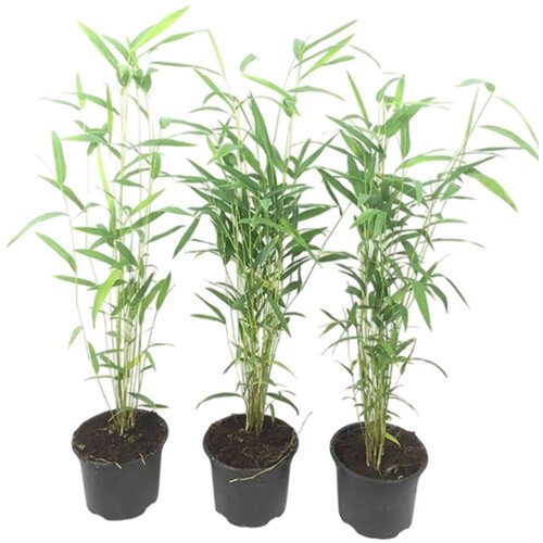Plant in a Box bambus - 3 kos - fargesia papyrifera 'blue dragon' - višina 30-40cm - ⌀13cm, (21757579) Cene