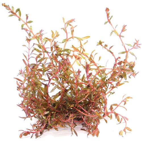 Rainforest Rotala Vietnam Hra Cene