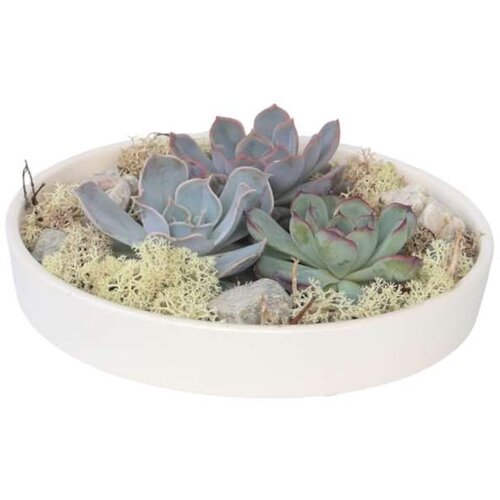 Plant in a Box eševerija 'garden mix white' - echeveria lilacina - višina 8cm, (21758107) Cene