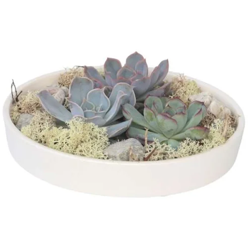 Plant in a Box eševerija 'garden mix white' - echeveria lilacina - višina 8cm, (21758107)