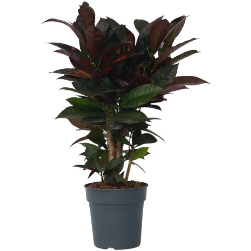 Plant in a Box kroton - codiaeum variegatum 'mrs. iceton' - višina 60-70cm - ⌀19cm, (21758008) Cene