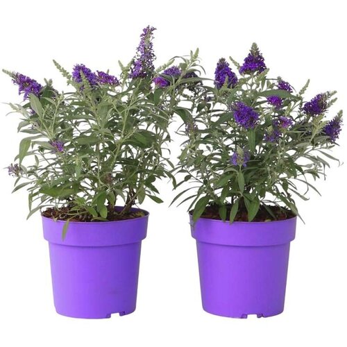 Plant in a Box davidov metuljnik - 2 kos - buddleja davidii &amp;#039;candy&amp;#039; - vi&amp;scaron;ina 30-40cm - ⌀19cm, (21757455) Slike