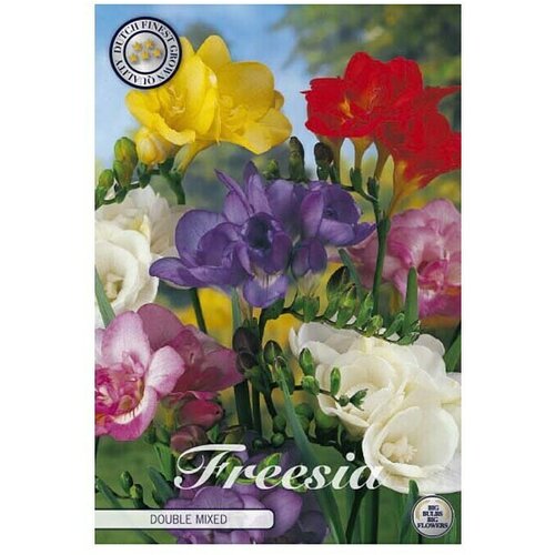  Cvjetne lukovice Fresia Dubbel Mixed (Višebojno, Botanički opis: Freesia) Cijene