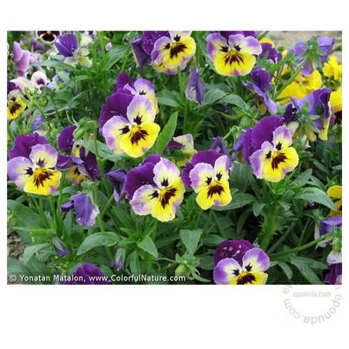 jednogodišnja biljka viola trikolor 7x7 cm Slike