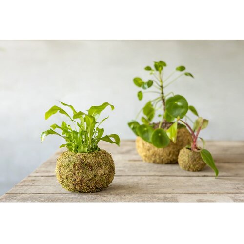 Esschert Design Kokedama krogla - M Slike