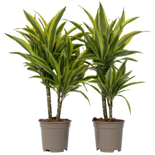 Plant in a Box dracena - 2 kos - dracaena deremensis 'lemon lime' - višina 60-70cm - ⌀17cm, (21758200) Cene