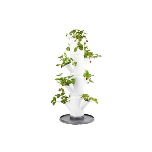 Gusta Garden jagodni stolp - Sissi Strawberry Starter - Bela Cene