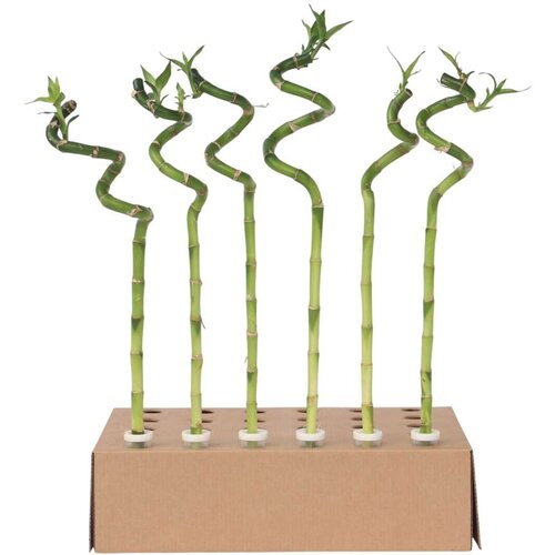 Plant in a Box vodni bambus - 6 kos - dracaena sanderiana - višina 40-50cm - ⌀2cm, (21757961) Cene