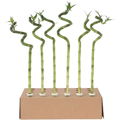 Plant in a Box vodni bambus - 6 kos - dracaena sanderiana - višina 40-50cm - ⌀2cm, (21757961)