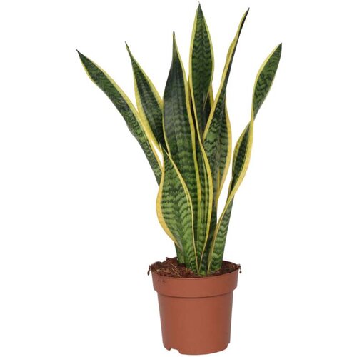 Plant in a Box taščin jezik - sansevieria trifasciata laurentii - višina 60-70cm - ⌀17cm, (21757882) Cene