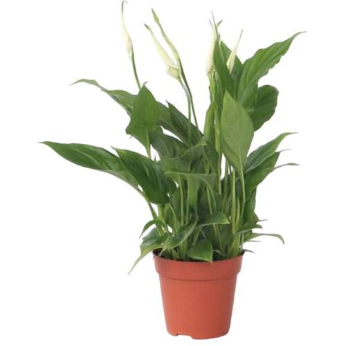 Plant in a Box spatifil - spathiphyllum 'torelli' - višina 30-45cm - ⌀12cm, (21758191) Cene