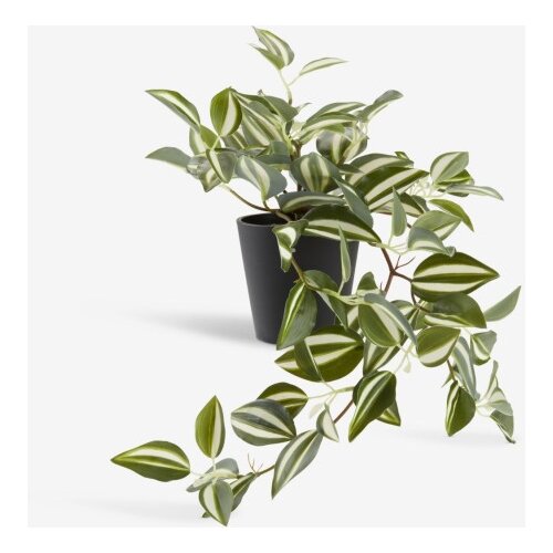  Asgar ve&scaron;tačka biljka V24cm zelena ( 4912340 ) Cene