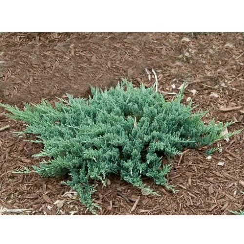 juniperus horisontalis mix - c3 l - 20/40 cm Slike