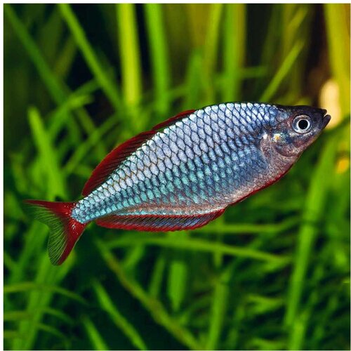 Akvarijum Centar Melanotaenia praecox - Paskai rainbow Cene