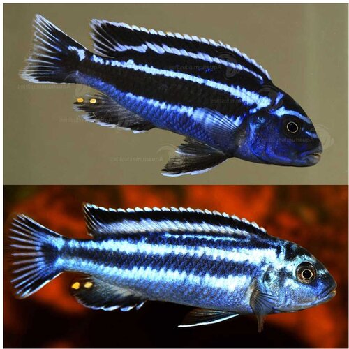 Akvarijum Centar Maingano cichlid Cene