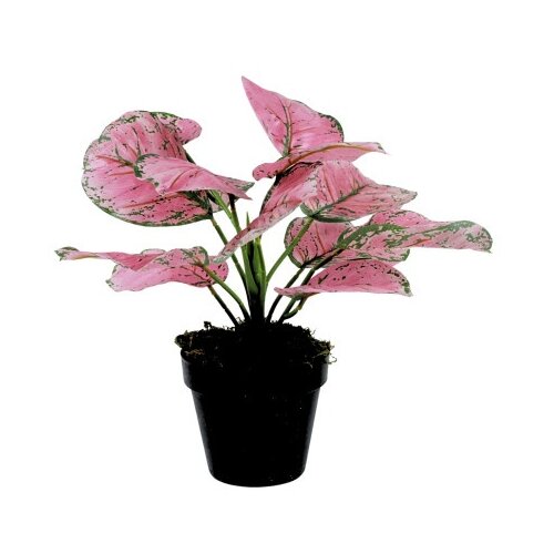 Dekordom Cvet u saksiji - monstera pink zd-241321r - 36cm - n55 ( 025081 ) Cene