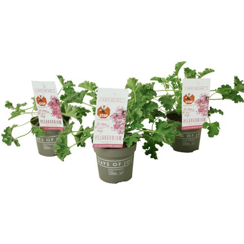 Plant in a Box Pelargonija - 3 kos - Pelargonium 'Pink Capitatum' - Višina 15-25cm - ⌀10cm, (21778516) Cene