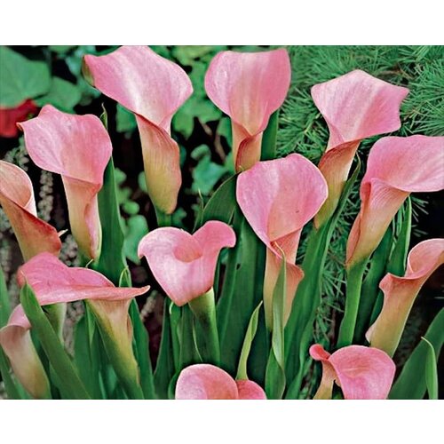Royal De Ree Lukovica Kala - Calla Rehmannii 2/1 Cene