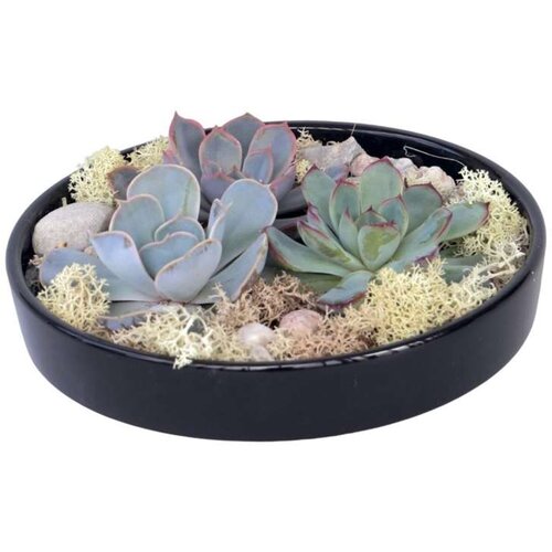 Plant in a Box eševerija 'garden mix black' - echeveria lilacina - višina 8cm, (21758153) Cene