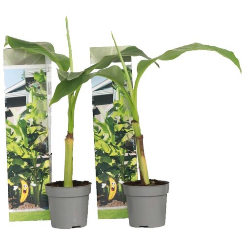 Plant in a Box japonski bananovec - 2 kos - musa basjoo - višina 25-40cm - ⌀9cm, (21757812) Cene