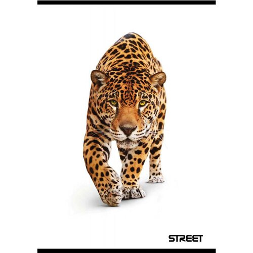 STREET Zvezek A4 Safari, črte z robom, 54 listov, sortirano, 1 kos Slike