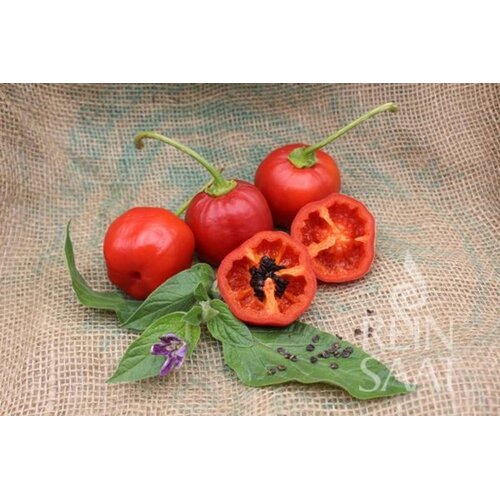 ReinSaat Čili rocoto "Rocoto rot" - 1 pkt. Cene