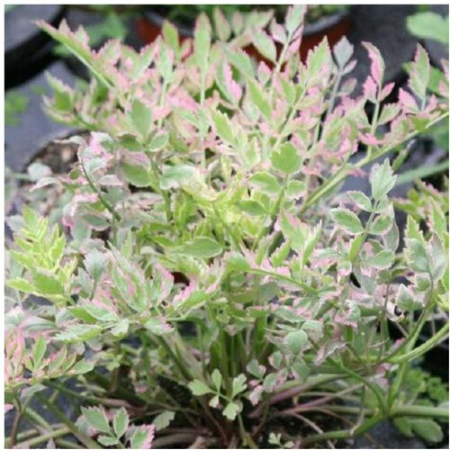 Rainforest Oenanthe fistulosa Flamingo Cene