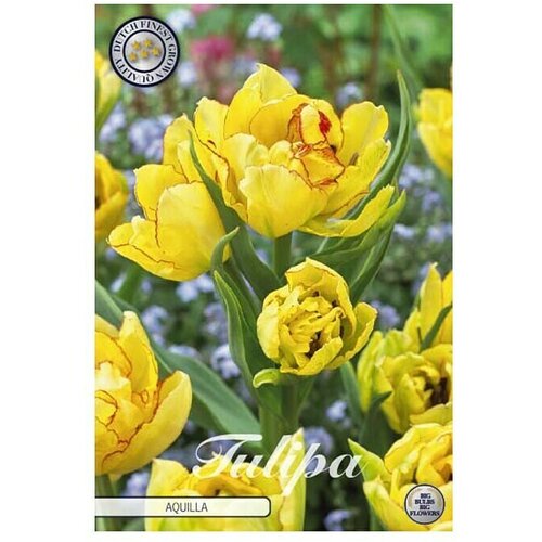  Cvjetne lukovice Tulipan Multiflora Aquilla (Žuta , Botanički opis: Tulipa) Cijene