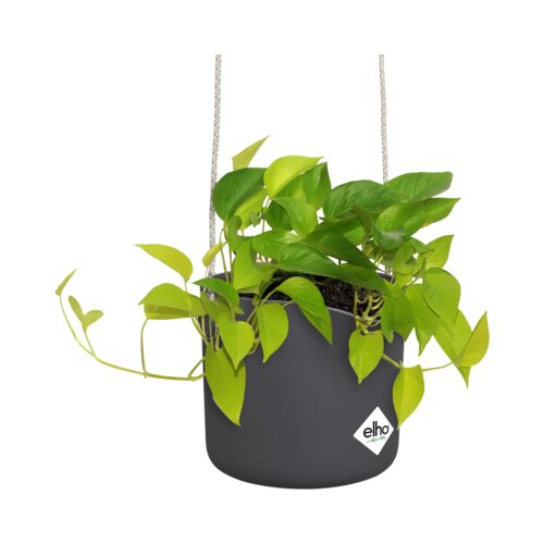 ELHO Viseči lonec 18 cm b.for swing - antracit Cene