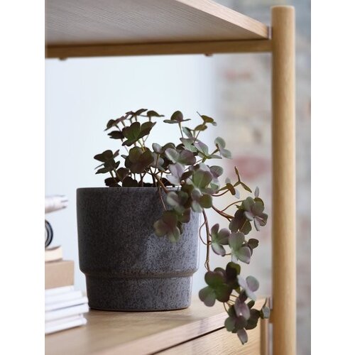  Bergur ve&amp;scaron;tačka biljka V21cm sa saksijom ( 4912440 ) Slike
