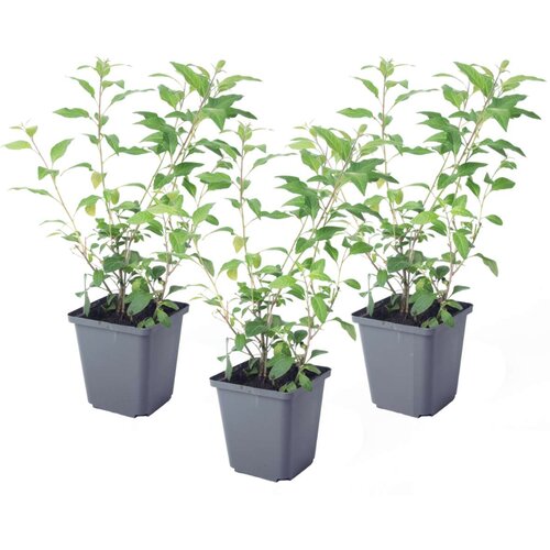 Plant in a Box encijanov grm - 3 kos - lycianthes rantonnetii - višina 25-40cm - ⌀9cm, (21778547) Cene