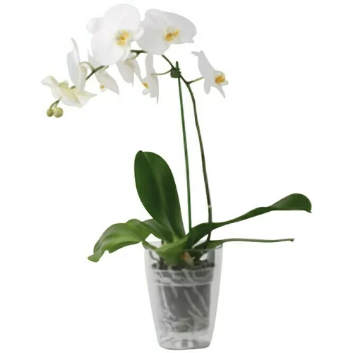  Tegla za orhideju (Plastika, Prozirno)
