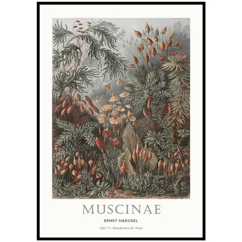 Malerifabrikken Plakat z okvirjem 51x71 cm Tafel 72 – Cene