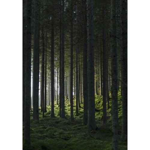 Venture Home poster Woods 70 × 100 cm, zeleni Cene