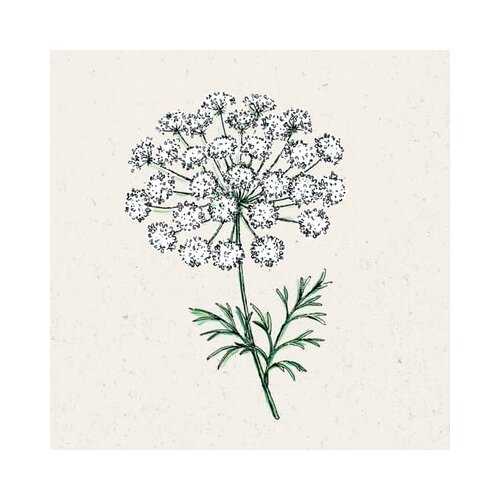 Jora Dahl Ammi majus - Queen Anne's lace Cene