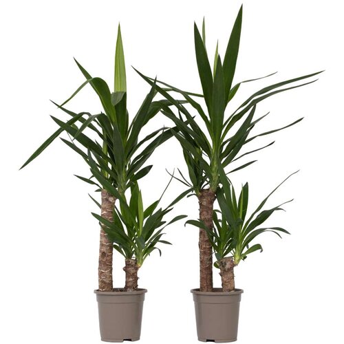 Plant in a Box prstasta juka - 2 kos - yucca elephantipes - višina 70-80cm - ⌀17cm, (21758299) Cene