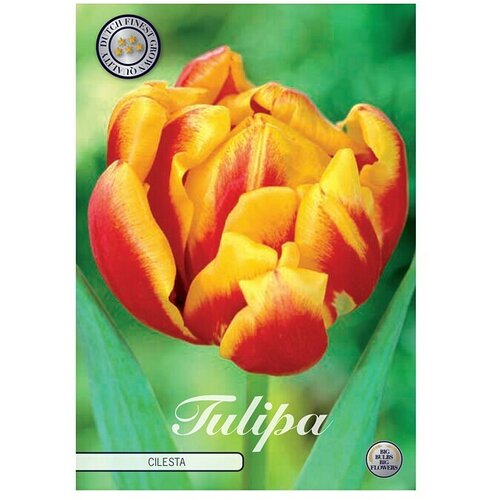  Cvjetne lukovice Tulipan Double Early Cilesta (Narančasta, Botanički opis: Tulipa) Slike