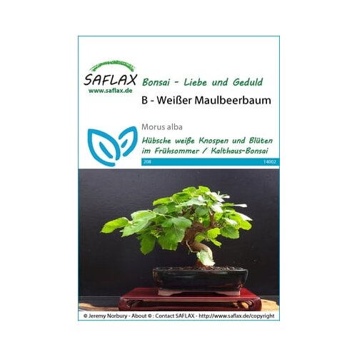 Saflax Bonsai - bela murva Cene
