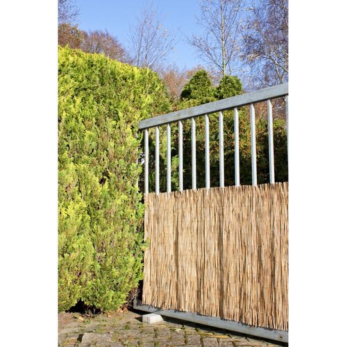 Garden Pleasure Balkonski paravan od pruća u prirodnoj boji 300x100 cm - Cijene