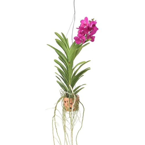 Plant in a Box orhideja vanda - vanda 'pink' - višina 45-55cm - ⌀12cm, (21757853)