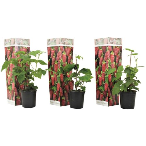 Plant in a Box križanec malina - 3 kos - rubus 'tayberry' - višina 25-40cm - ⌀9cm, (21778571) Cene