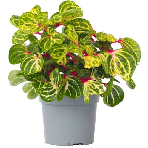 Plant in a Box irezina - iresine herbstii - višina 20-30cm - ⌀13cm, (21757993) Cene