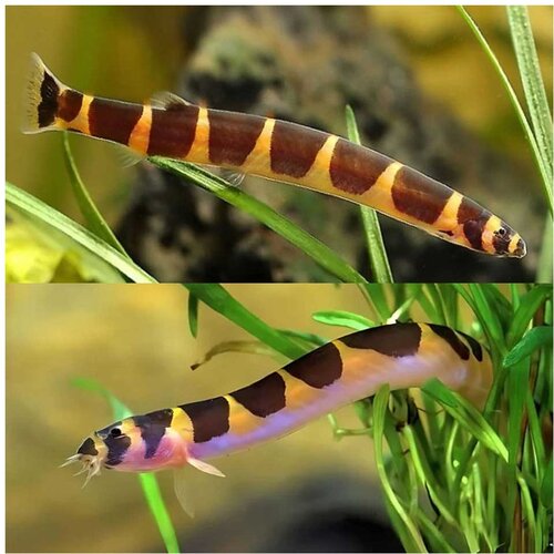 Akvarijum Centar kuli kuli Cene